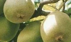 猕猴桃最新爆料视频大全,最新品种与种植技术大曝光